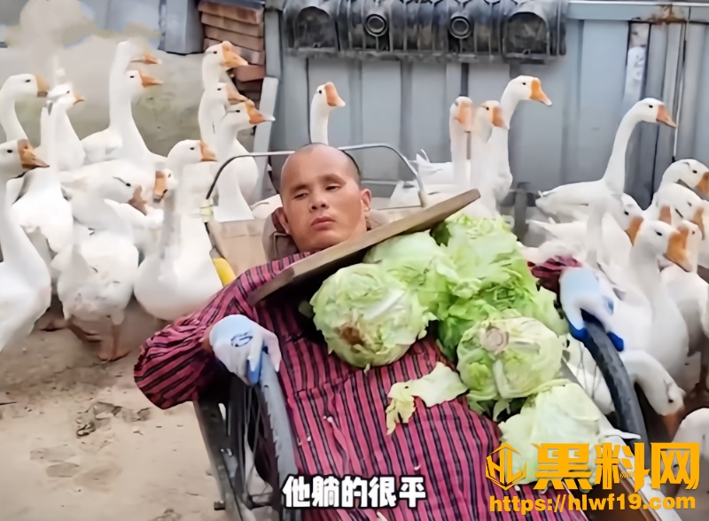 西志强养鹅自力更生1