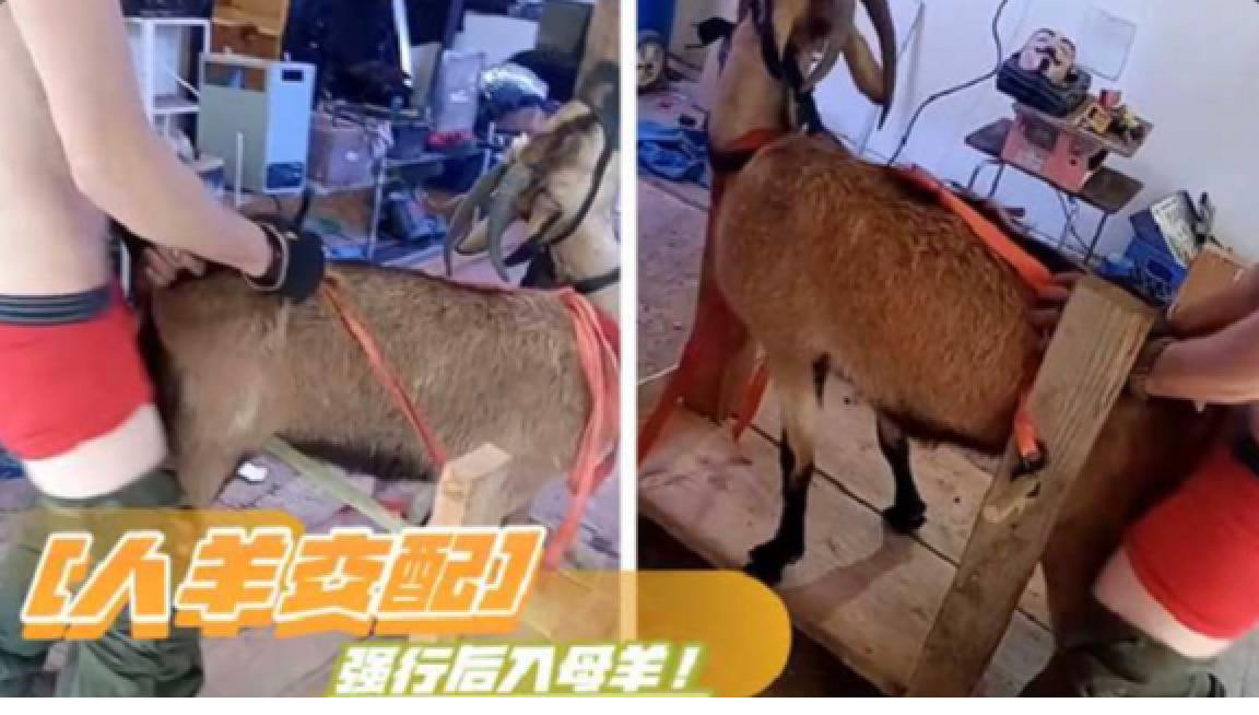 Плакат для 【人羊交配】强行后入母羊