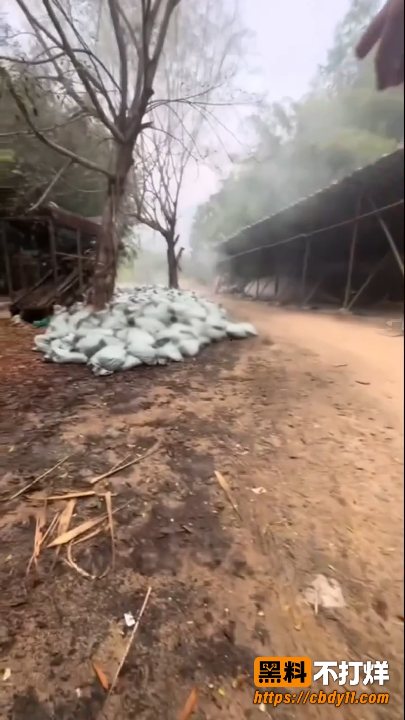网红5